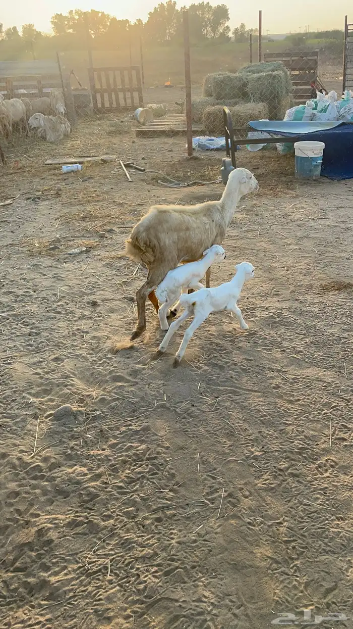 نعجه منتوج متاومه 4