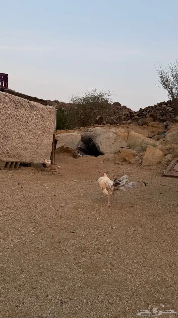 ديوكة بلدي 11