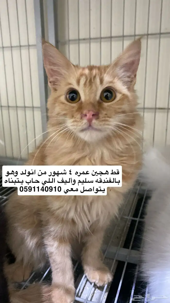 قطط للتبني 0