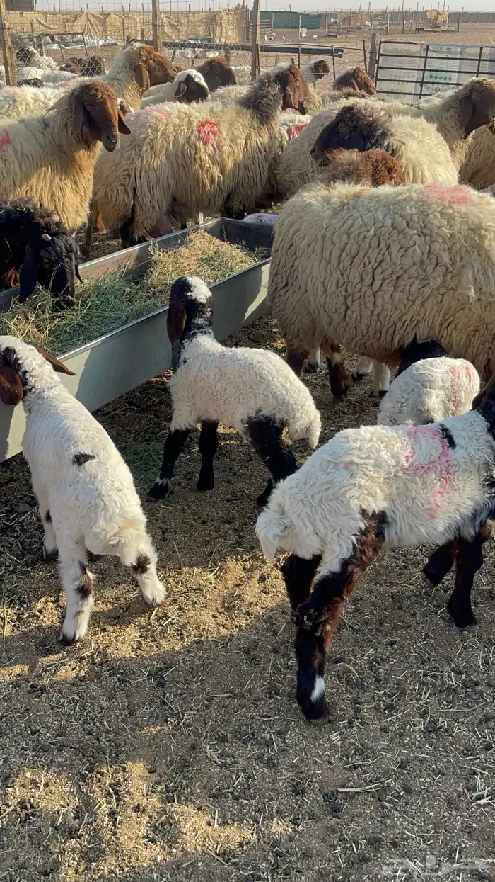 للبيع غنم نعيم مطافيل 3