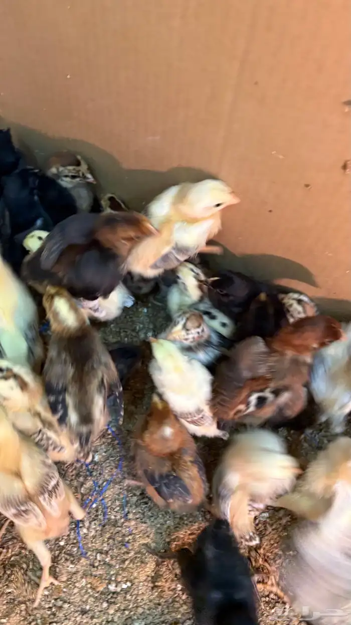 فروخ دجاج بلدي 1