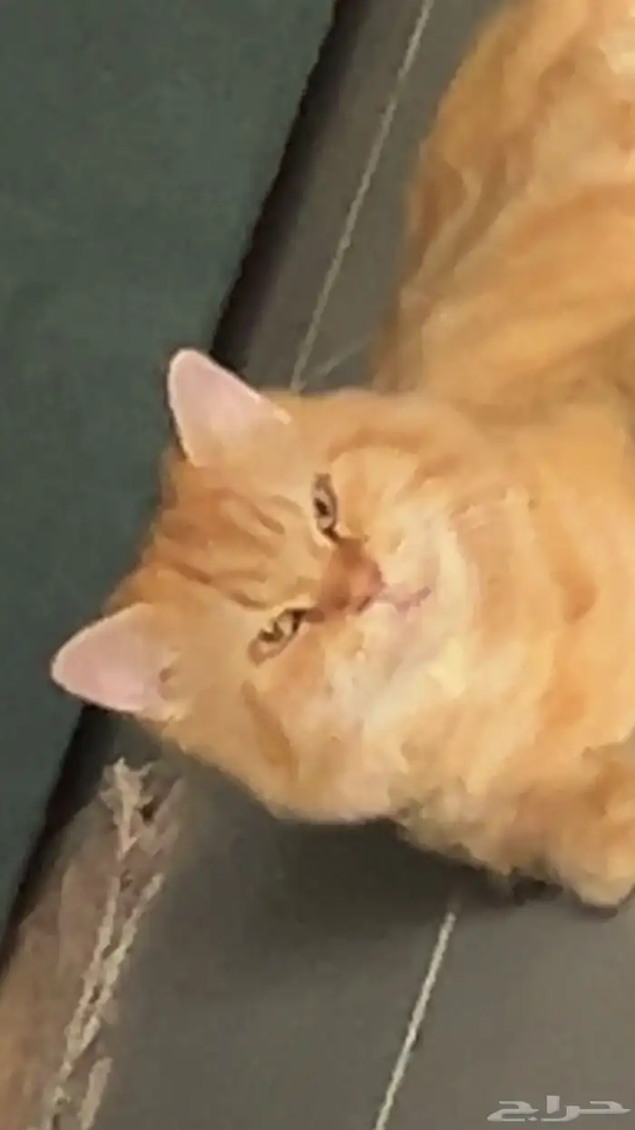 قط ضائع في الواحة تم إيجاده له شهر في الشارع . 2
