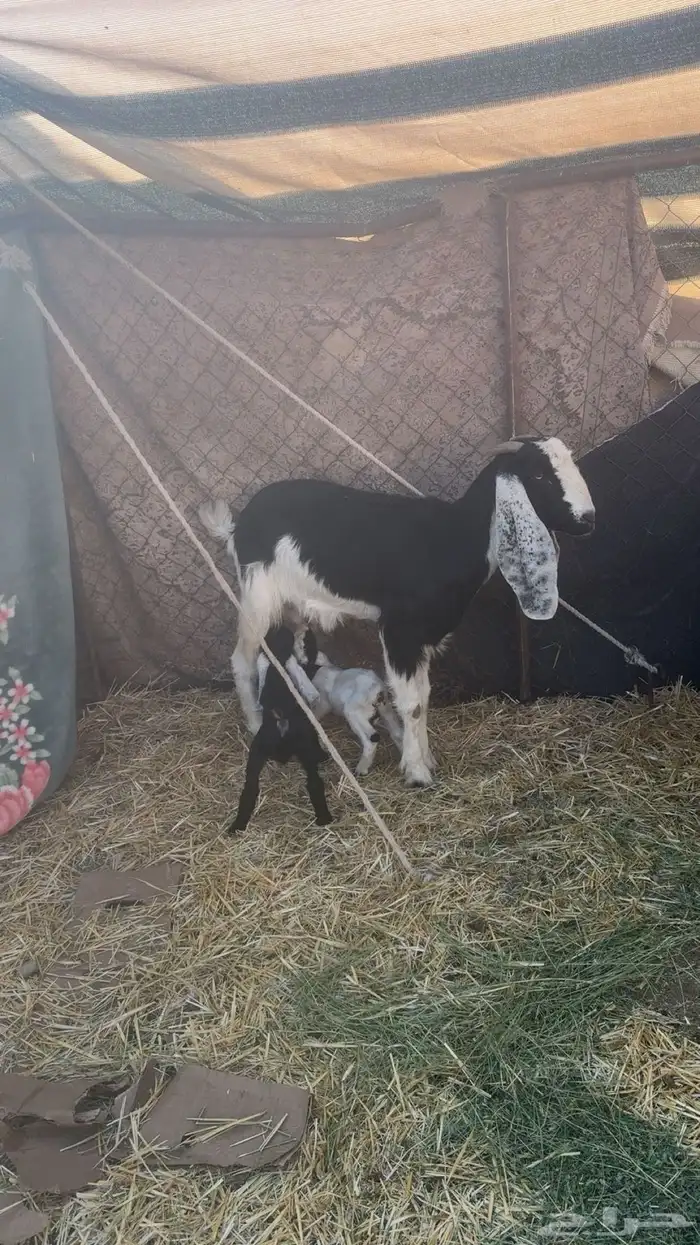 معزا خلفات 2