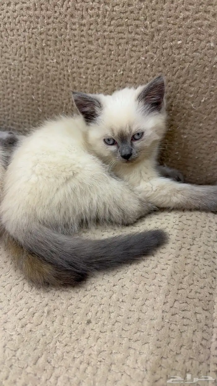 قطط صغيره للبيع 2