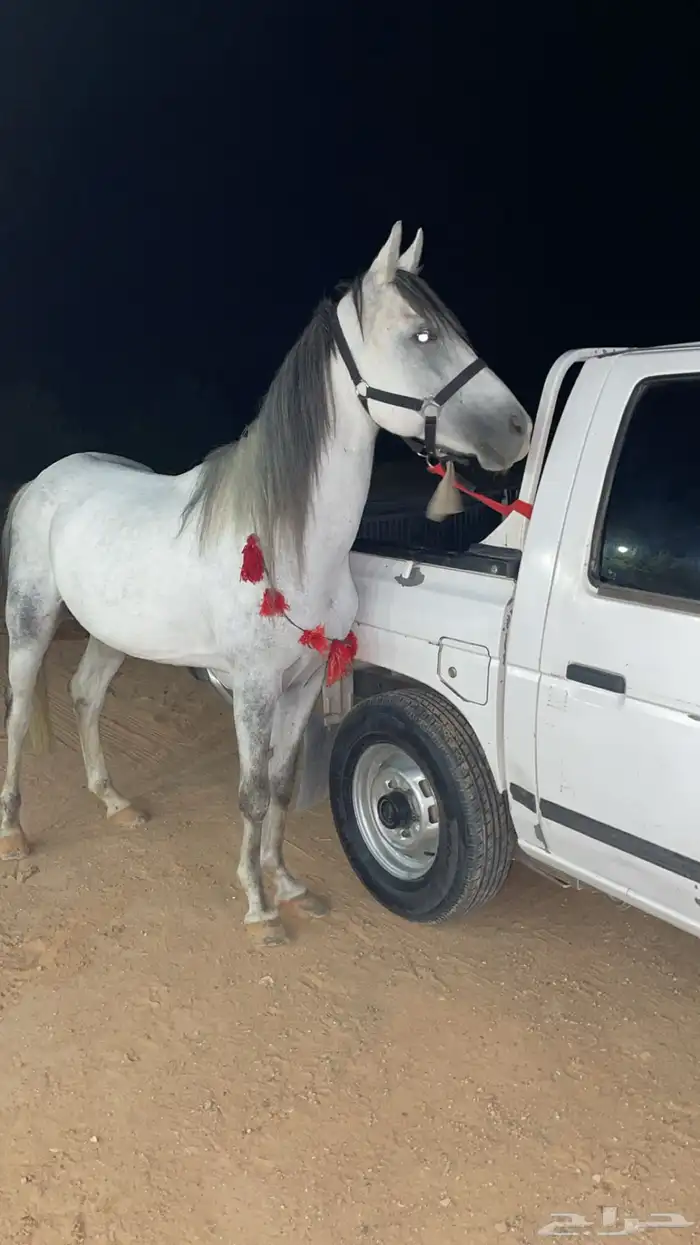 حصان معسوف 4