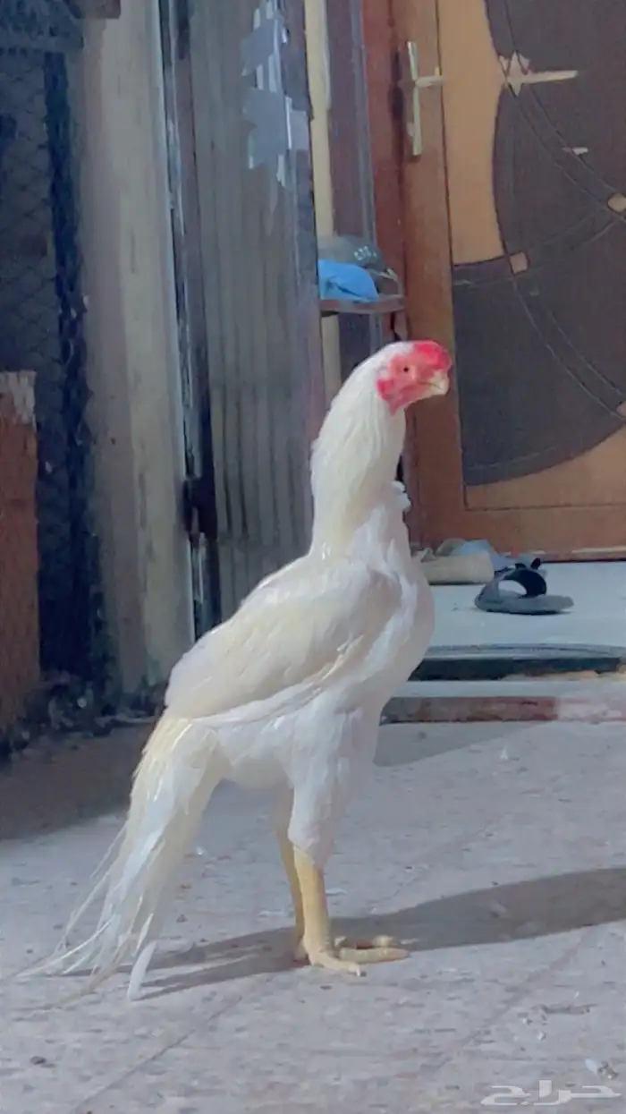 جوز اذناب الهند نوادر فاخر جدا ماشاءالله تبارك الرحمن 5