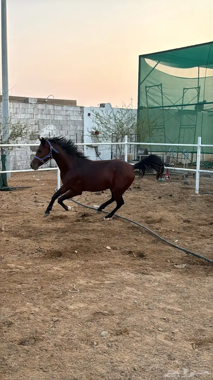 خيل حصان شعبي مشروط معسوف الغولاء 0