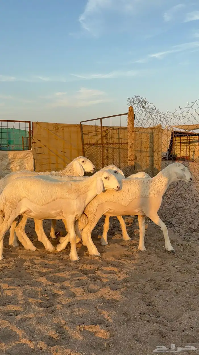 رخال نوادر صنف 1