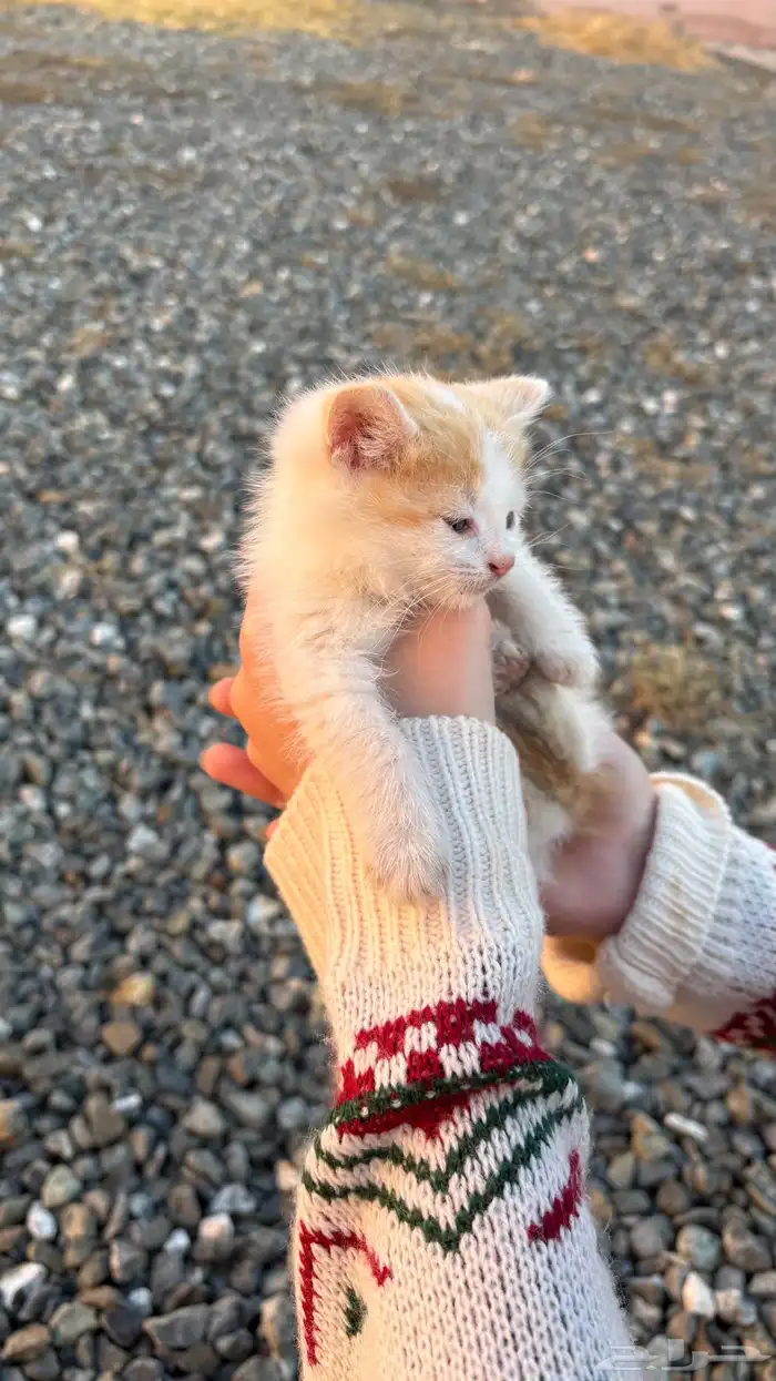 قطط للتبني 0