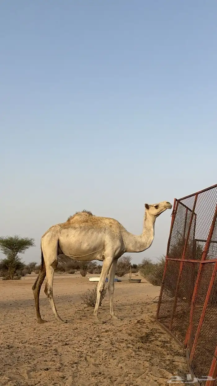 سودانيه لقحه 1