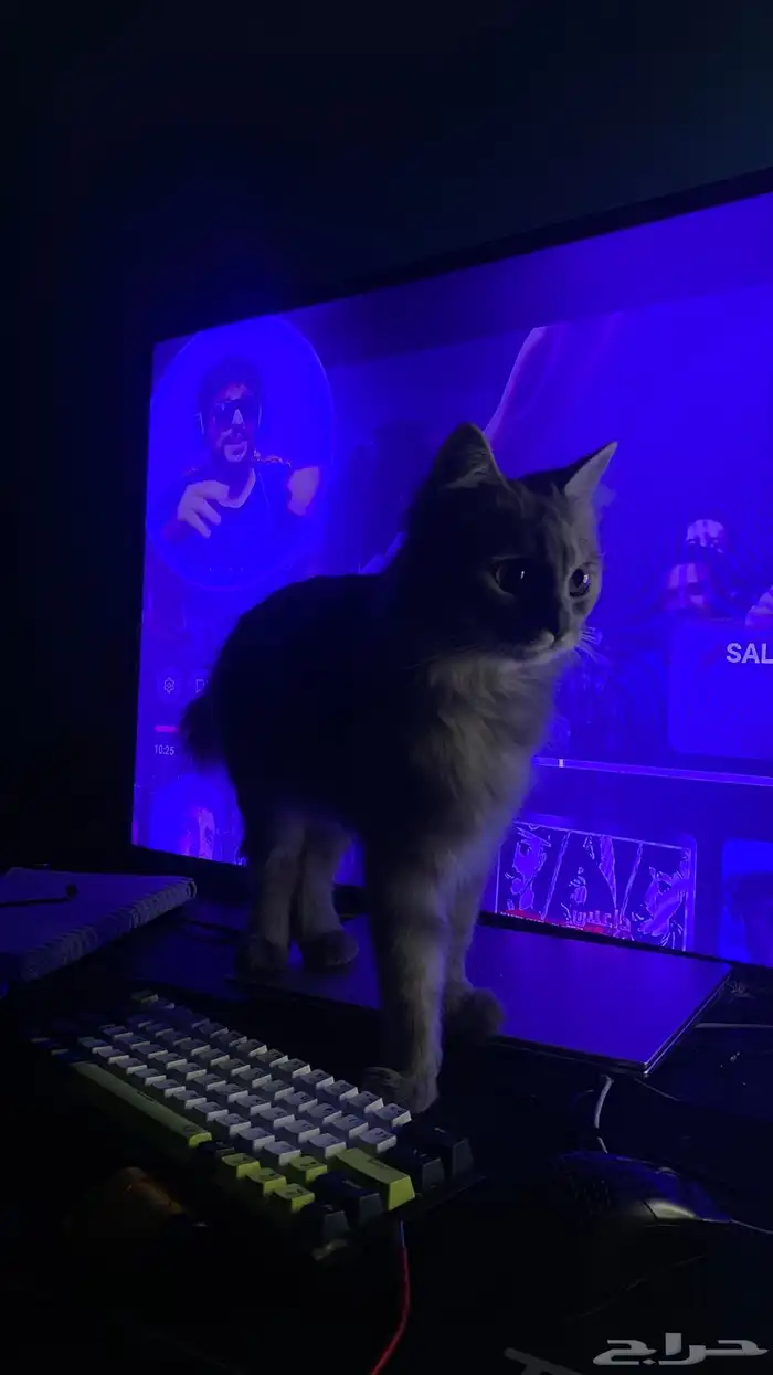 قطه شيرازي 0