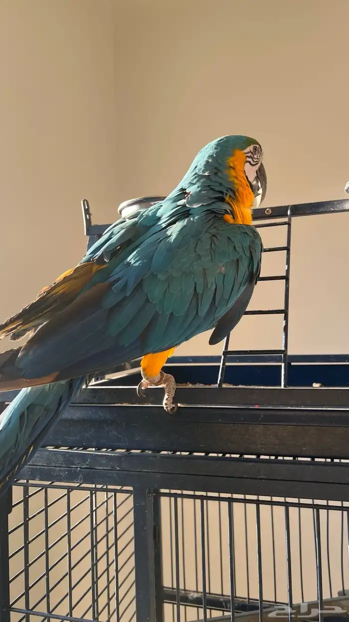 ببغاء مكاو بلو اند قولد اليف هدد 3