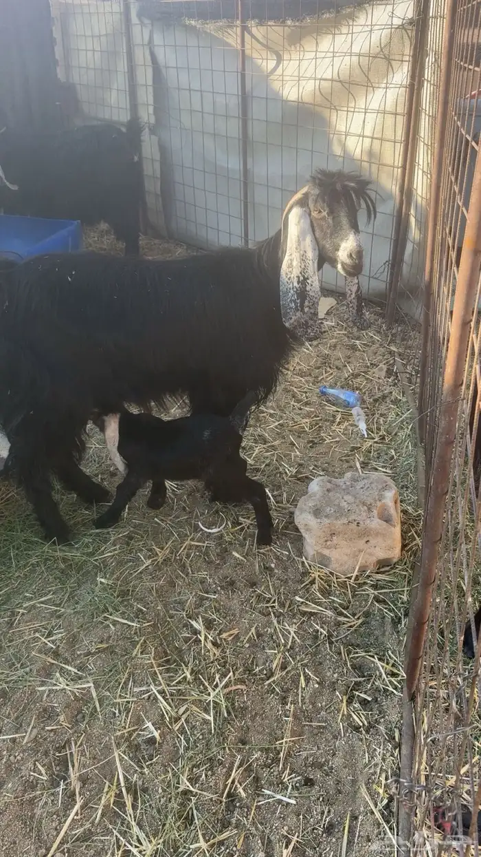 معزا خلفات 0