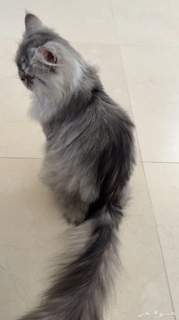 قط شيرازي العمر سنه 0