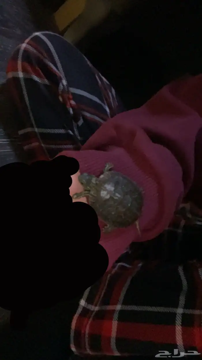 سلحفاء للبيع 0