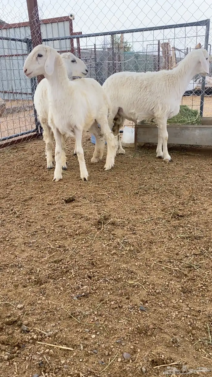 طليان حريه ذبايح فاخره 1