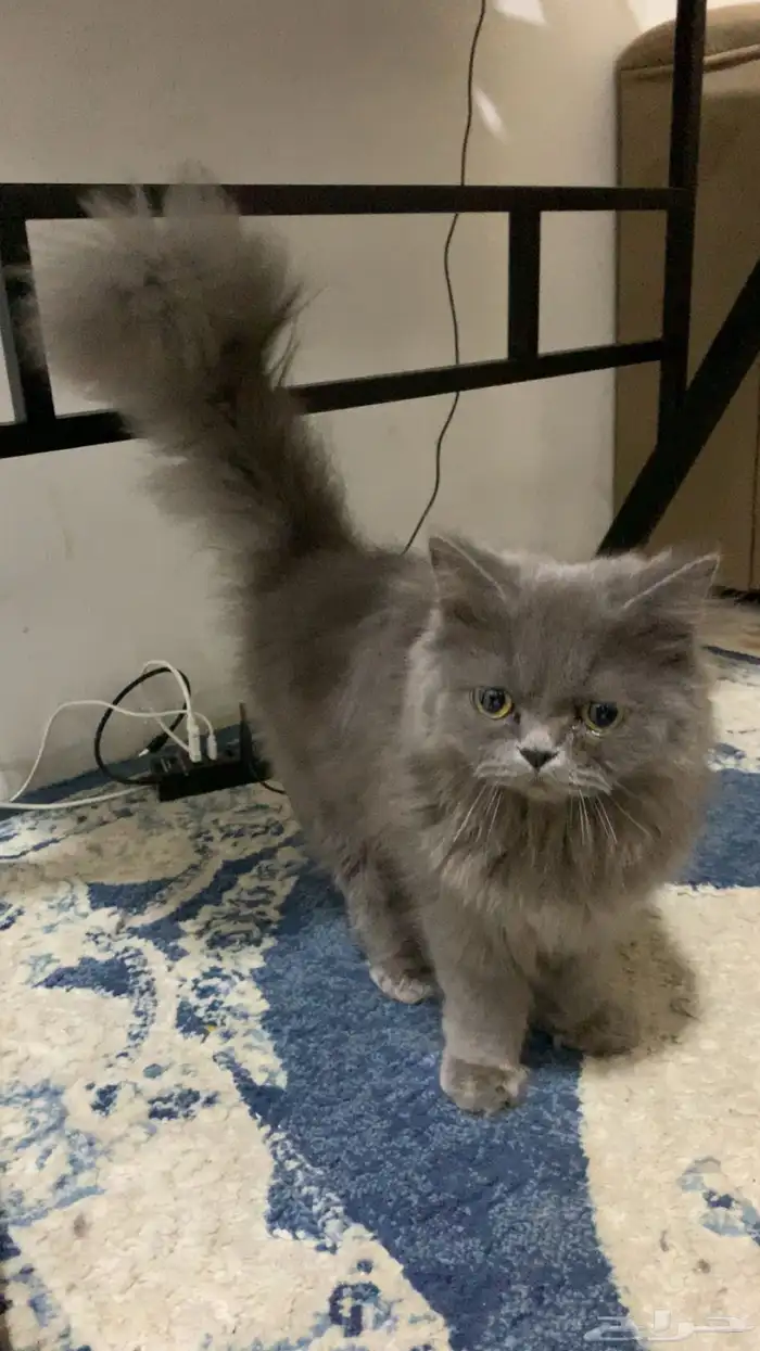 قطوه للبيع 3