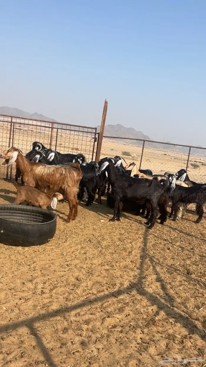 معزى مقاني طيبه 2