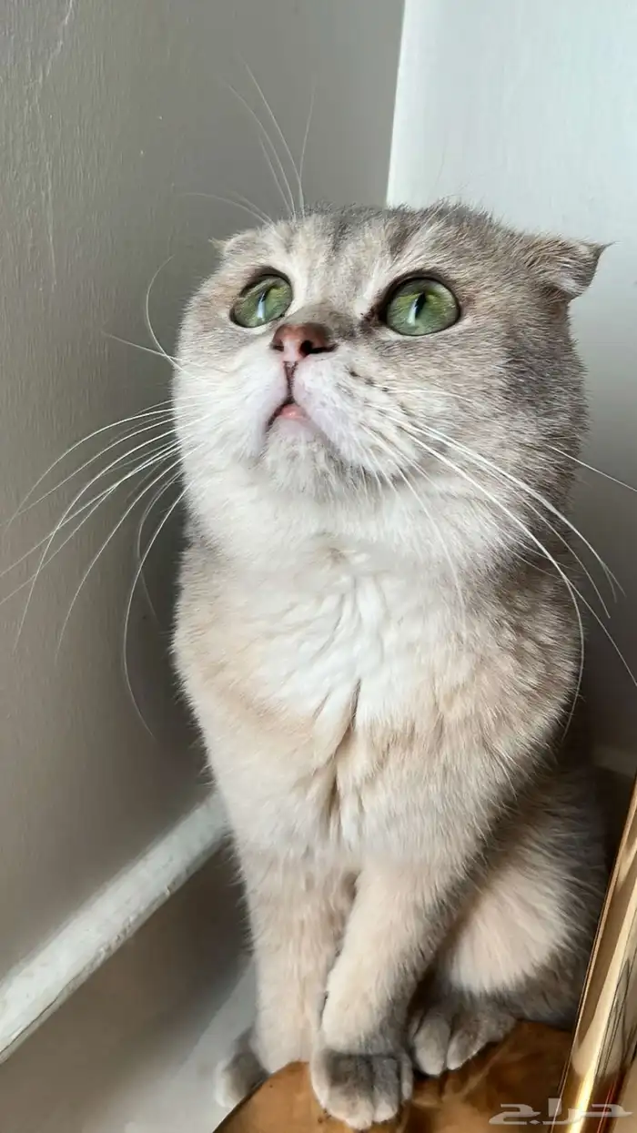 قط سكوتش فولد للتبني 0