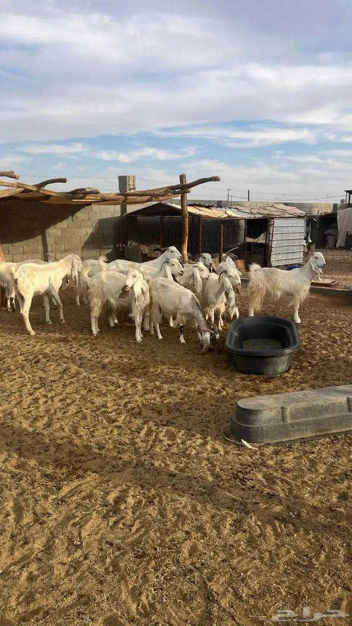 معزا مراح مشاريك ومطور 5