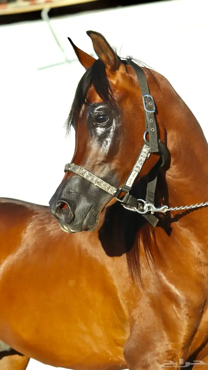 حصان واهو للبيع 3