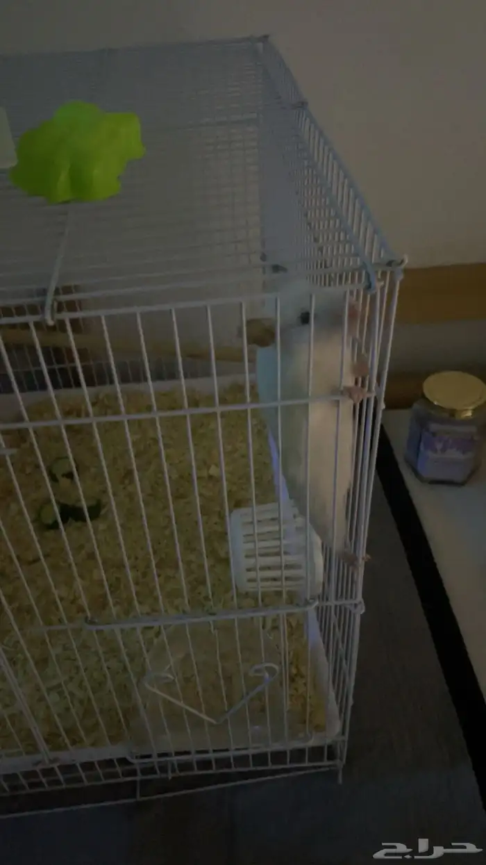زوج هامستر نوع سوري عمر صغير 5