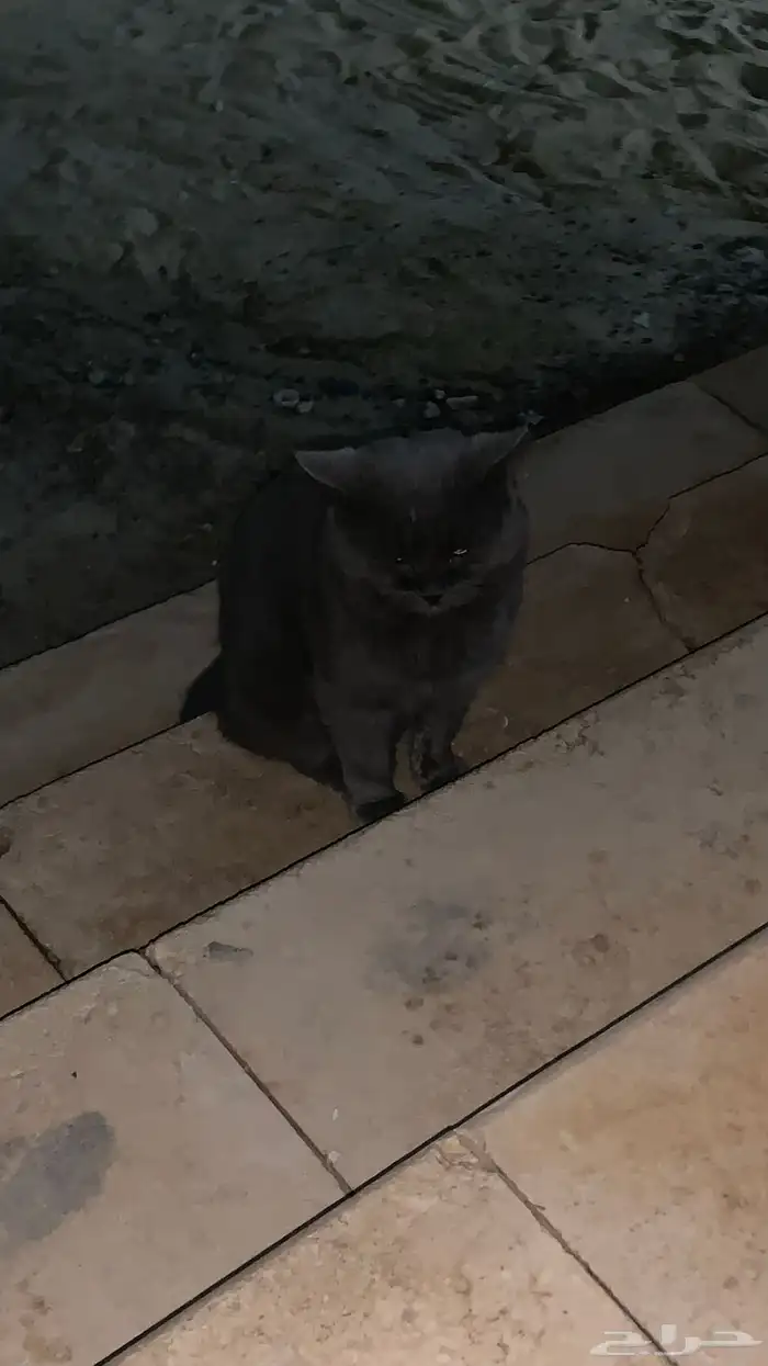 قط سكوتش فولد محتاج شخص يتبناه 0