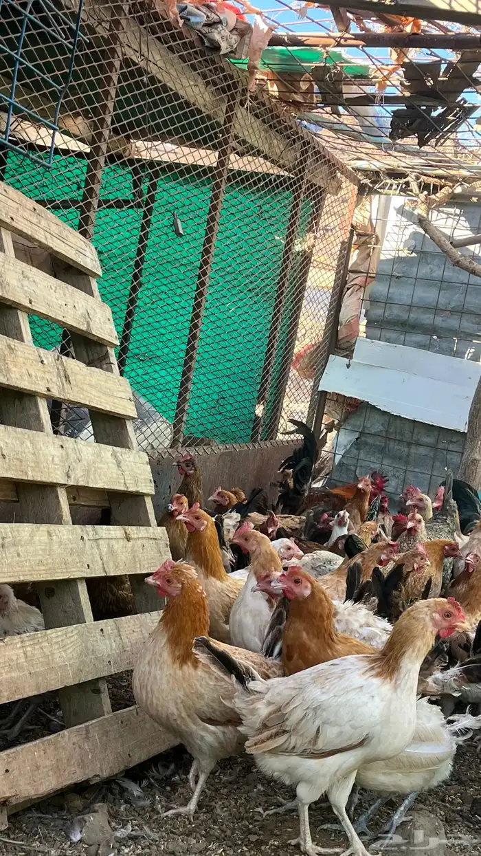 للبيع دجاج بلدي كفوو 0