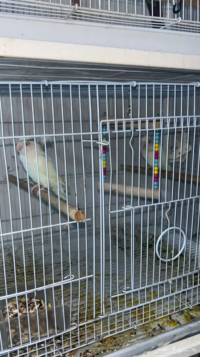 زوج روز منتج البينو 2