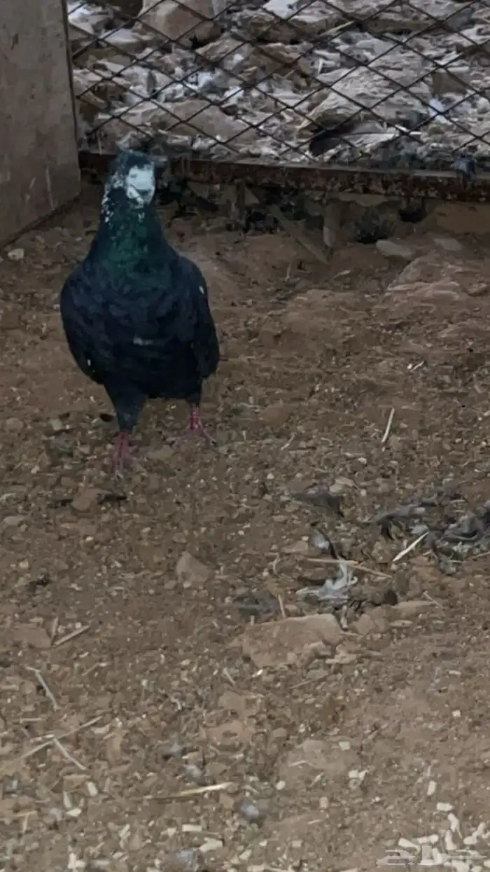 ذكر قطيفي خرش 1