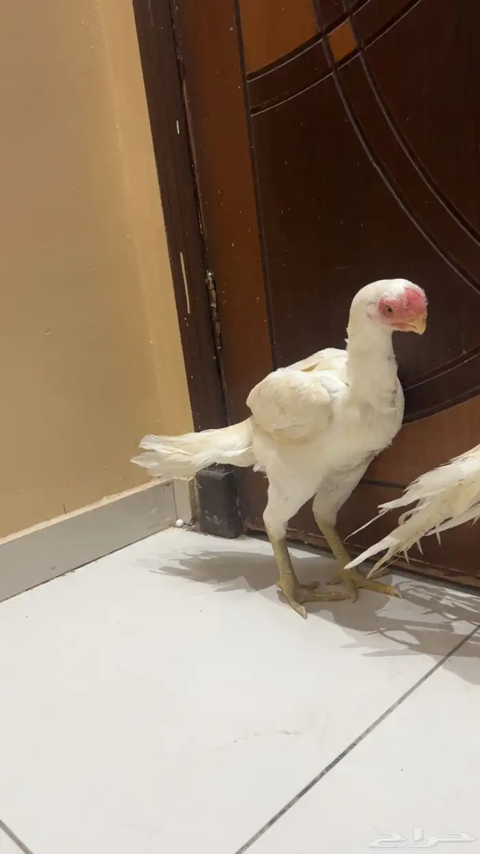 جوز اذناب الهند نوادر فاخر جدا ماشاءالله تبارك الرحمن 4