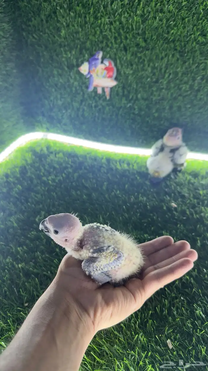 فرخين صن كنيور 3