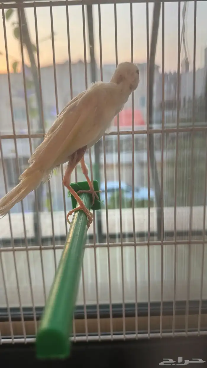 ذكر كناري كوبرا 3