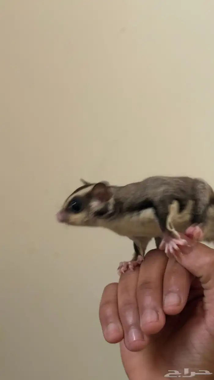 شوقر قلايدر (سنجاب طائر) 2