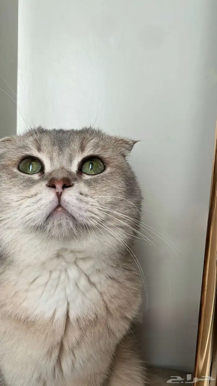 قط سكوتش فولد للتبني 1