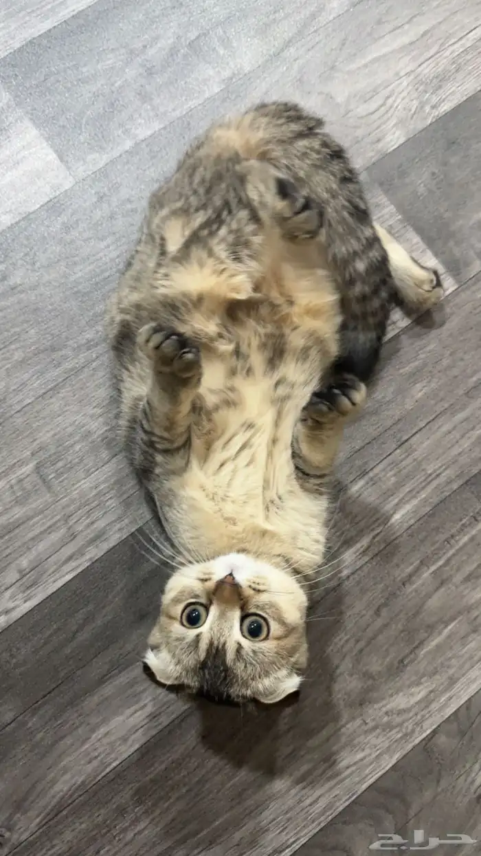 للبيع سكوتش فولد انثى بعمر6 شهور 0