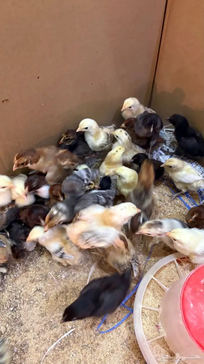 فروخ دجاج بلدي 0