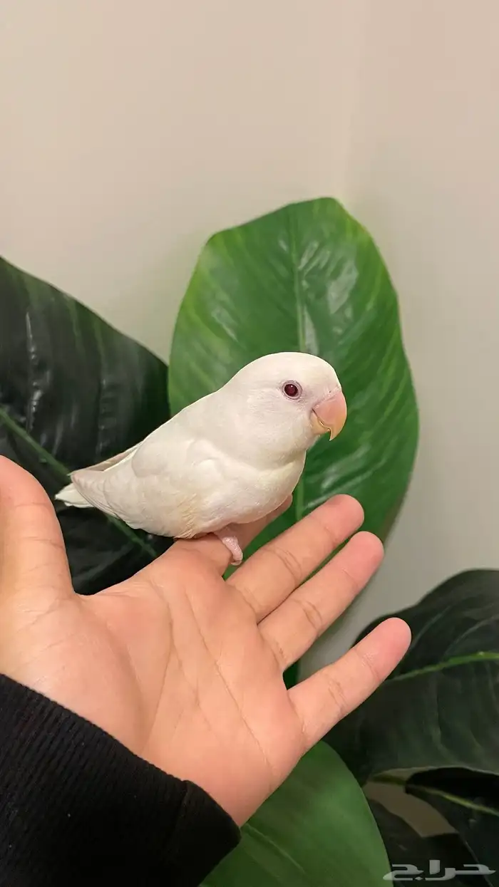 فرخ روز ألبينو عيون حمر نهاية غر هدد نشبة وولافة 2