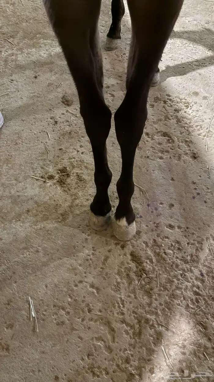 مهره شعبيه 1