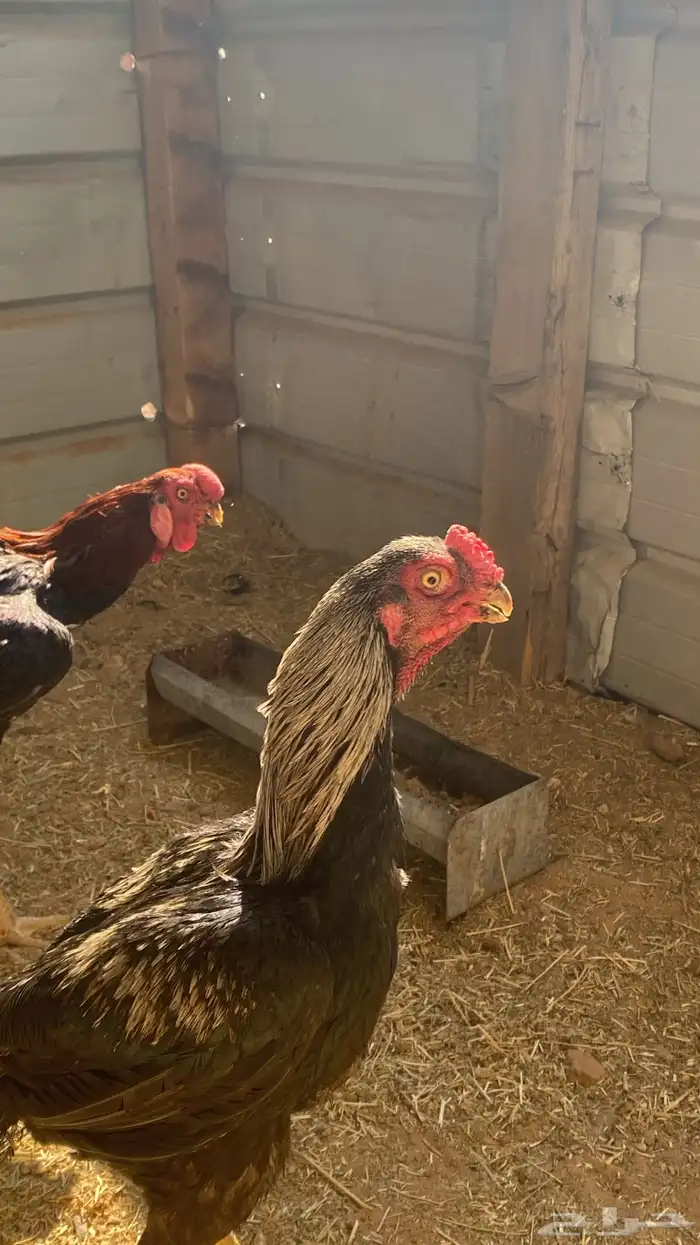 ديوك اذناب الهند او الفارسي 2