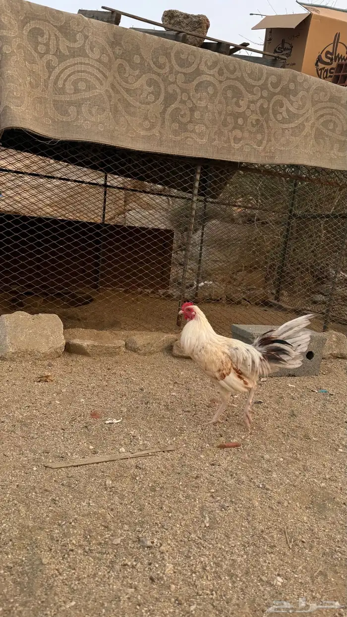 ديوكة بلدي 10