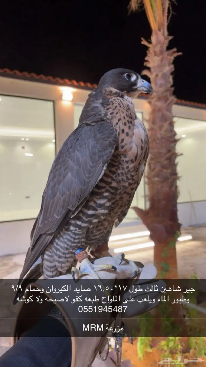 جير شاهين ثالث مزرعة محمد ال مكتوم MRM 0