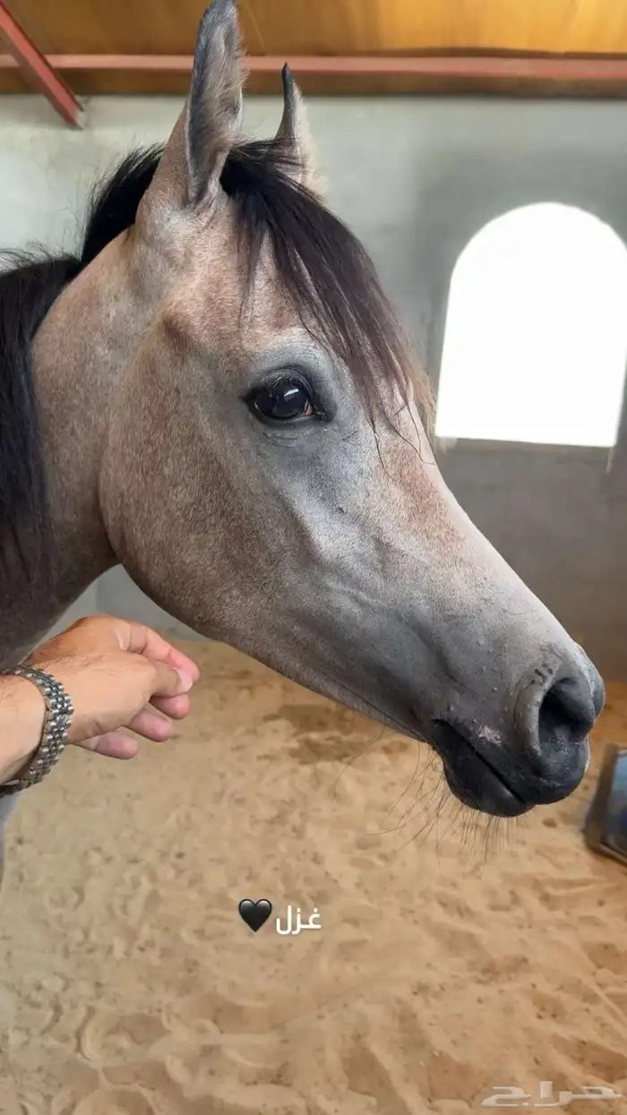 مهره شعبي العمر سنة ونصف ( شهادة تسجيل) الاسم غزل الطلب 0