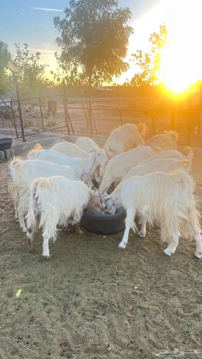 معزا مراح مشاريك ومطور 13