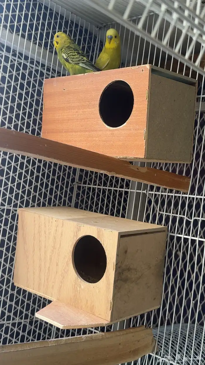 زوجين طيور الحب منتجه للبيع 3