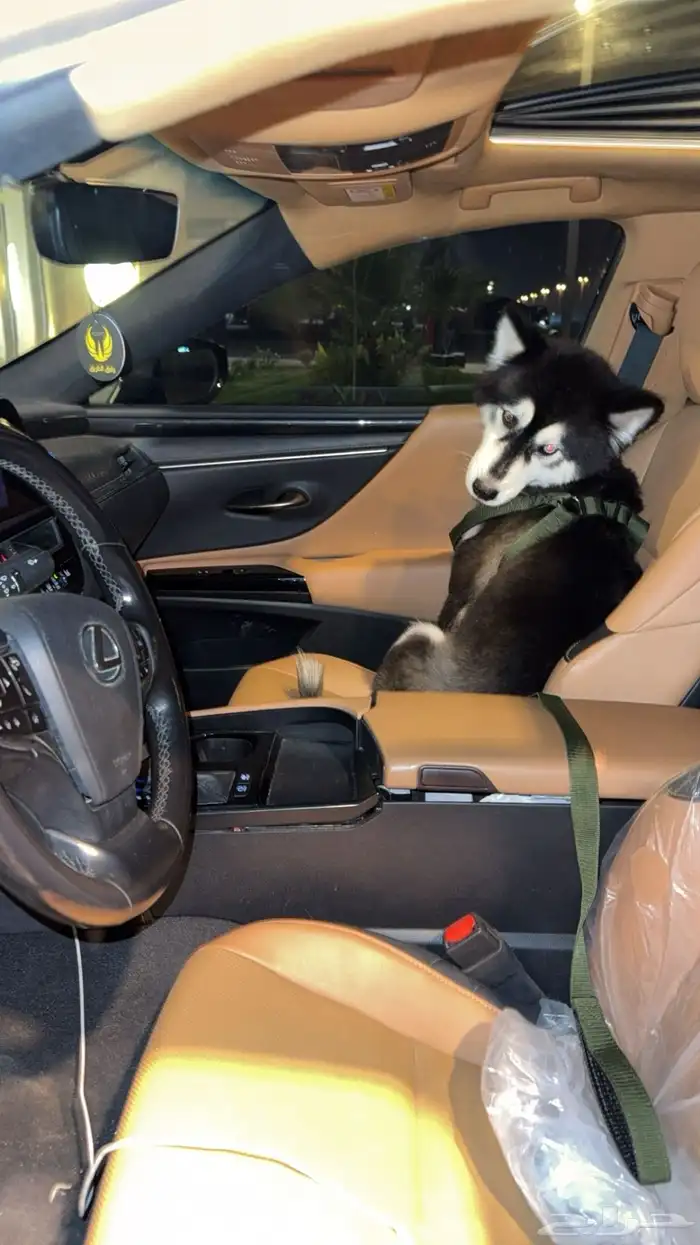 كلب هاسكي للبيع 1