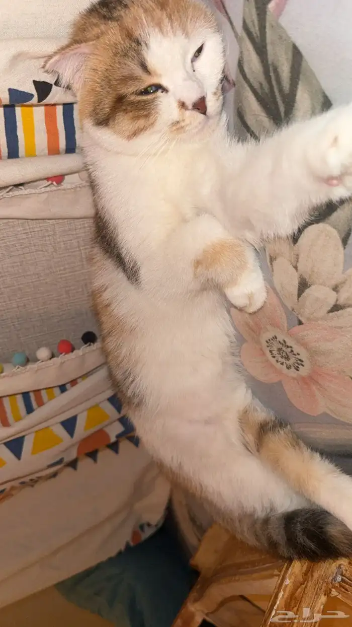 قطه سكواتش طالبه تزاوج 1