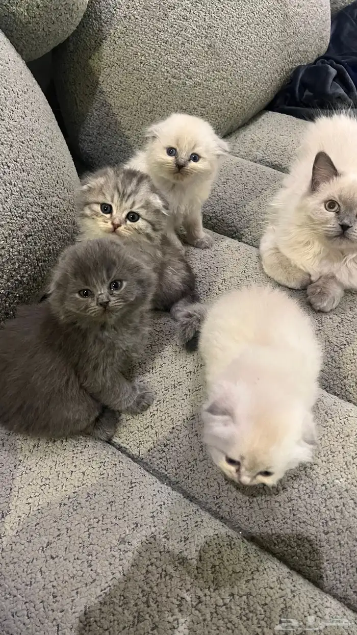 سكوتش هجين شيرازي قطط صغيرة عمرها شهر للبيع 15