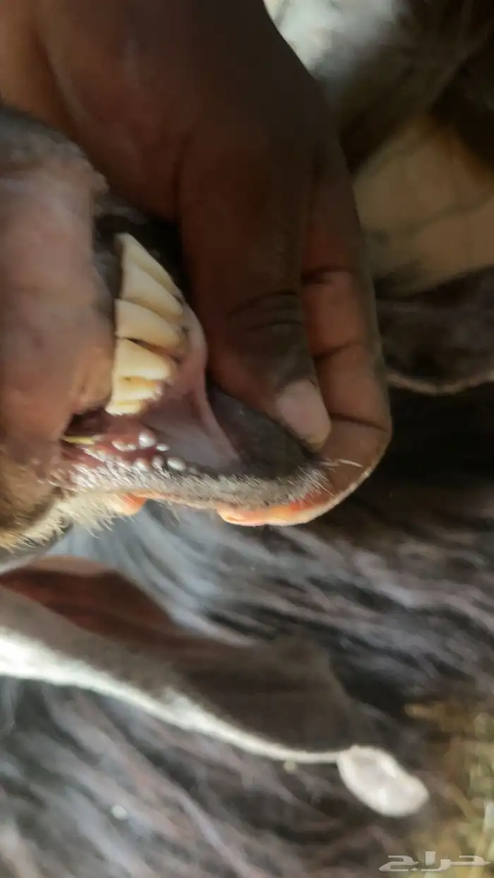 معزا عوارض متابيع 5 تحتها 10 2