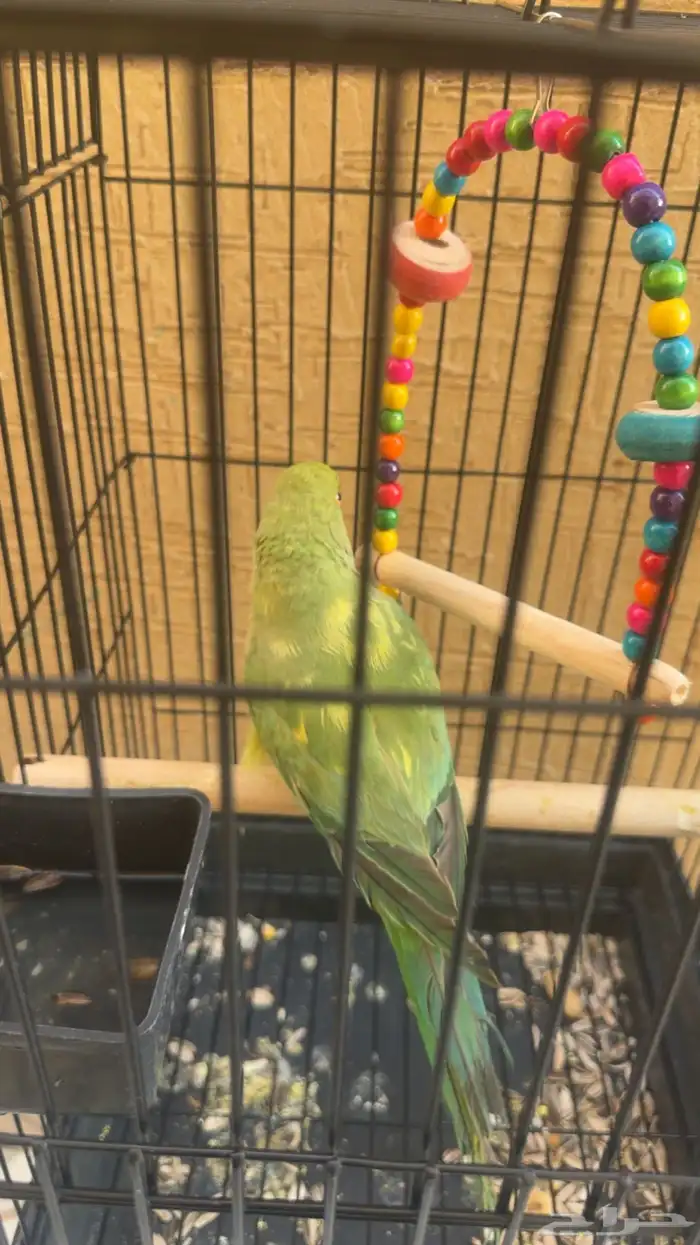 ببغاء الد  رَ ة أو الدَ رَ اء 7